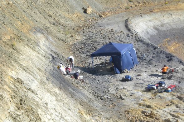 La paleobotánica cobra impulso en Teruel ante la excepcionalidad y riqueza de sus fósiles