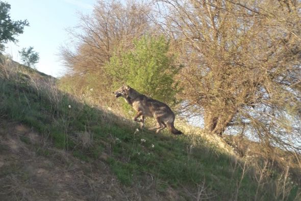 Una cámara de fototrampeo capta a un nuevo lobo en Híjar que acompaña a la loba ya identificada