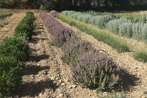 El Centro de Innovación en Bioeconomía Rural de Teruel organiza un curso sobre la transformación y los usos de plantas aromáticas y medicinales