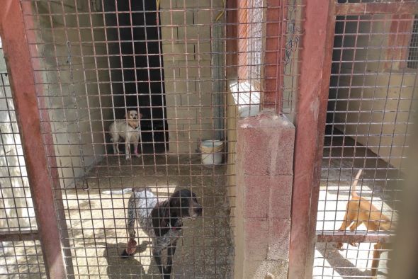 El Seprona de la Guardia Civil desmantela en Calanda un criadero ilegal con 80 perros en un estado deplorable