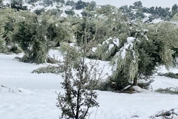 Agricultura aprueba la bonificación para afectados por heladas en el olivar y el almendro