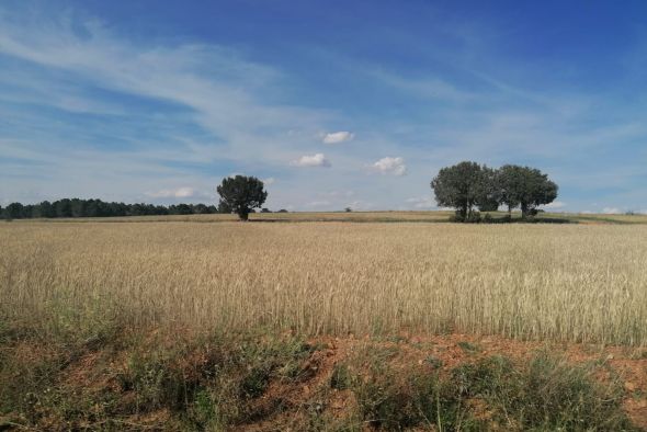 La superficie siniestrada por la sequía hasta junio multiplica por cinco a la de todo 2022