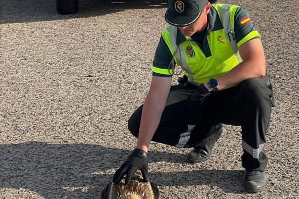 La Guardia Civil de Teruel rescata un ejemplar de águila calzada que estaba malherida en la A-23