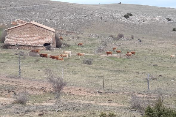 Enfermedad Hemorrágica Epizoótica: preocupación en el Maestrazgo por el alto nivel de contagio del ganado