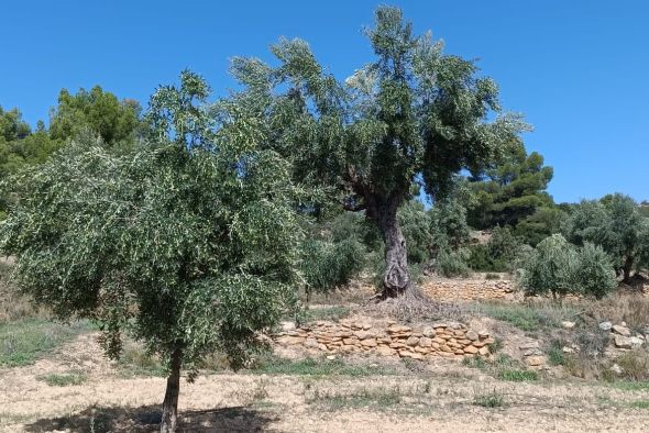 La DO Aceite del Bajo Aragón cifra en un 30 % la reducción de la cosecha respecto a un año normal