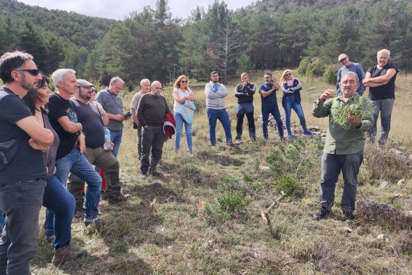 El muérdago y la sequía se han convertido  en la principal amenaza para los pinares de Gúdar-Javalambre y Albarracín