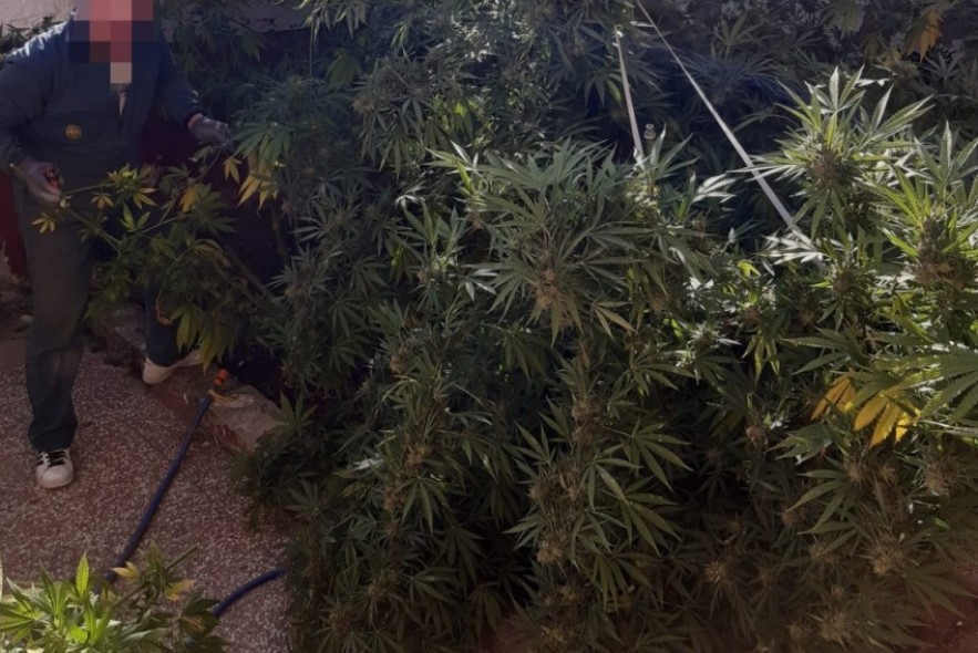 La Guardia Civil de Teruel detiene a una persona por presunto delito contra la salud pública por cultivar marihuana en Escucha