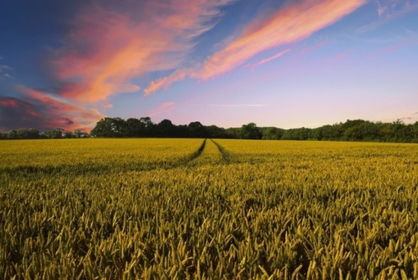 Cuáles son los principales métodos de labranza en la agricultura