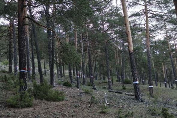 La asociación SOS Montes Universales pide aplazar la tala y estudio del bosque de la Dehesilla de las Monjas