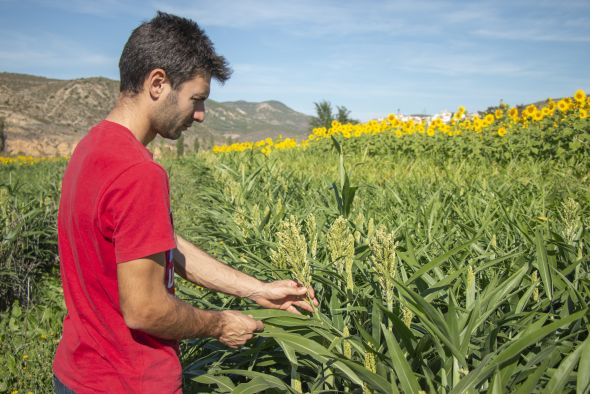 El proyecto Picasso abre la puerta a una agricultura extensiva más sostenible y rentable