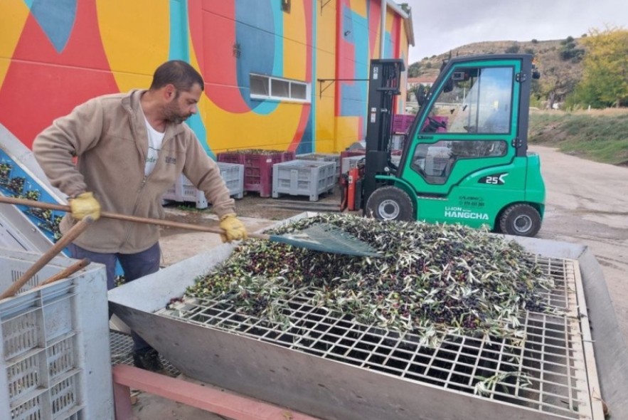 Más de 2.100 olivos recuperados este año en la península ibérica gracias a los proyectos de transición justa de Endesa