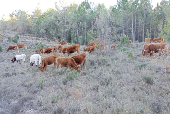 Olba lanza una campaña para recoger fondos con los que financiar el pastoreo intensivo para limpiar el monte