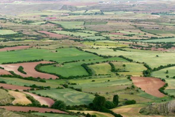 El Alto Alfambra reivindica la importancia de los setos en los ribazos como bosques lineales