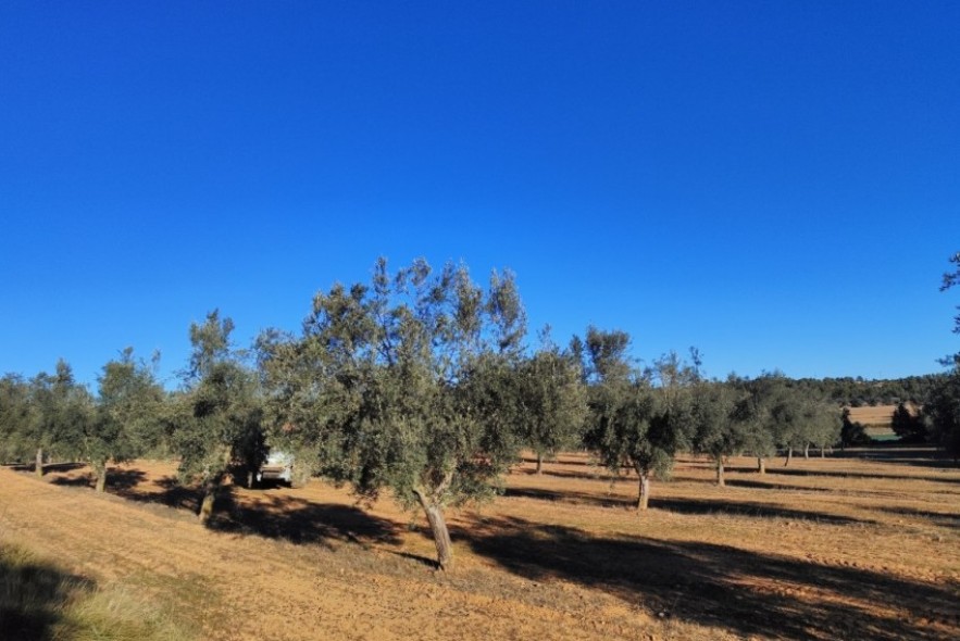 La producción total de aceite aumenta  un 11 % sobre las previsiones iniciales