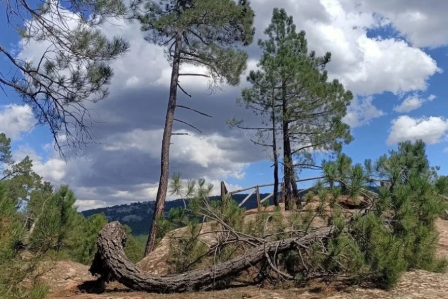 Los Pinares de Rodeno, objeto de estudio de dos finalistas del premio Aula Natural 2024