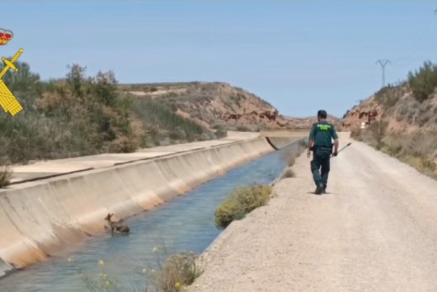 La Guardia Civil salva a un cervatillo a punto de morir ahogado en el canal que va desde Calanda hacia Alcañiz