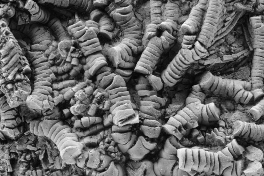 Fósiles excepcionales descubiertos en Teruel informan del viaje mar adentro de los crinoideos en busca de entornos más seguros