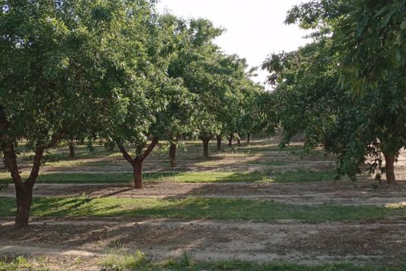 Estiman que la próxima cosecha de almendra en Aragón crecerá casi un 7%