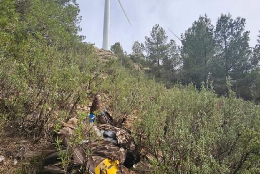 Un quebrantahuesos muere golpeado por un aerogenerador en Luco de Bordón