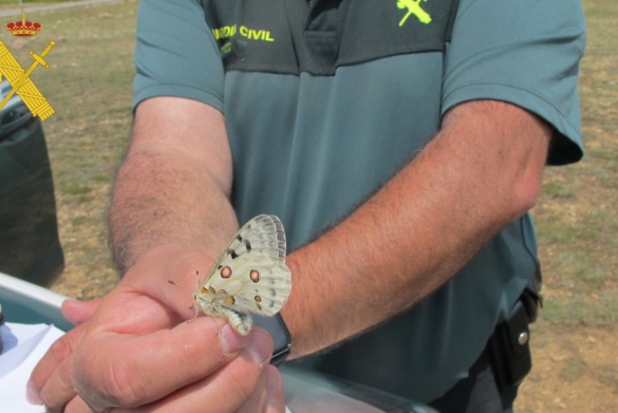 La Guardia Civil de Teruel detiene a dos personas por capturar mariposas protegidas en Cedrillas