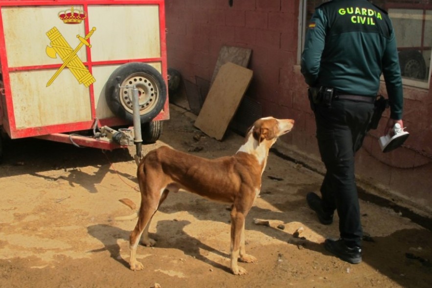 Condenado a ocho meses de cárcel un cazador de Teruel por matar a tiros a tres perros