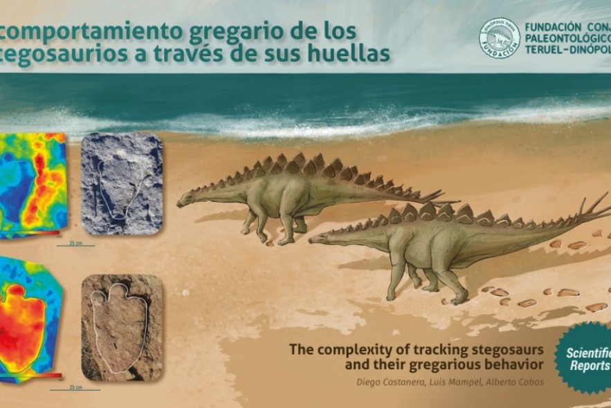El estudio de las huellas de dos yacimientos de Teruel únicos en el mundo determina que los dinosaurios estegosaurios se desplazaban en manadas