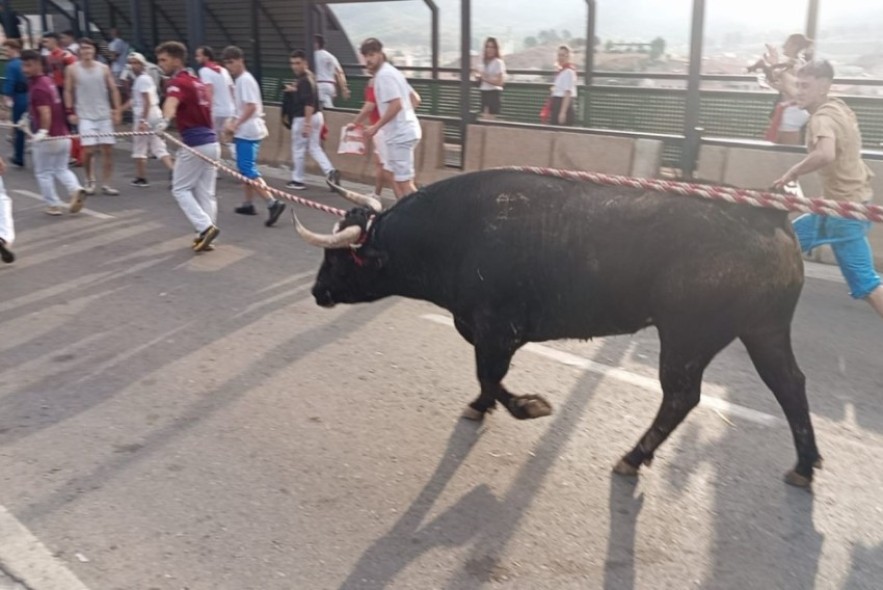 El rápido traslado a la Nevera de tres toros hace ‘soñar’ a los vaquilleros con los ensogados de la tarde