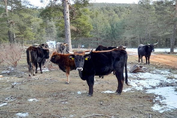 La Reserva de la Biosfera se dará  a conocer con actividades en Frías