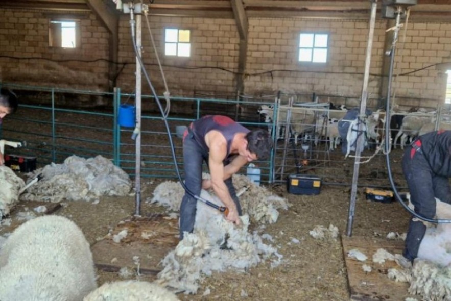 El Gobierno de Aragón recogerá gratuitamente la lana de ovino a los ganaderos que lo soliciten