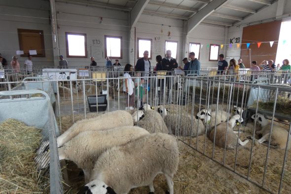 La Feria Ganadera de Cantavieja tendrá casi 350 animales para exposición y subasta