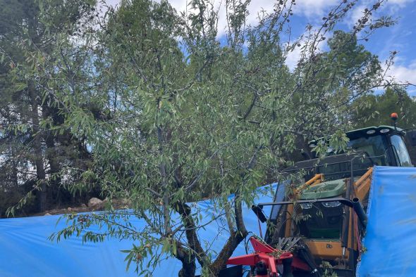 La sequía arruina un 15 por ciento de  los almendros de secano en el Bajo Aragón