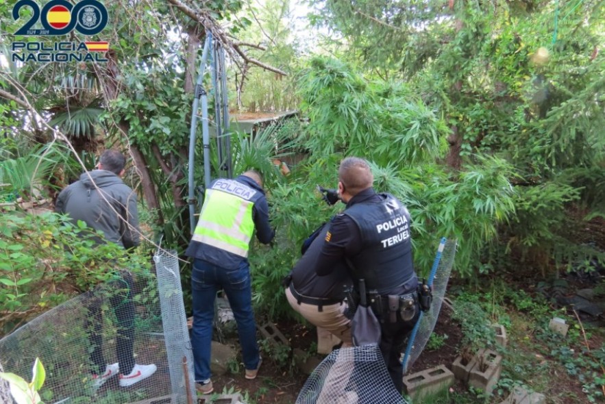 A prisión dos detenidos por cultivar marihuana en un chalé de Teruel donde se incautaron más de 50 kilos