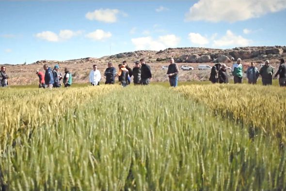 La producción de cereal desciende un 68,3 % respecto a la media de los últimos 5 años