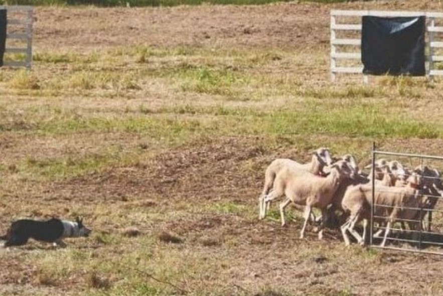 La Diputación Provincial colabora con el III Concurso de perros pastores de España en Valderrobres