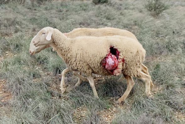 Un nuevo ataque compatible con lobo mata 33 ovejas de dos ganaderías en Castelserás