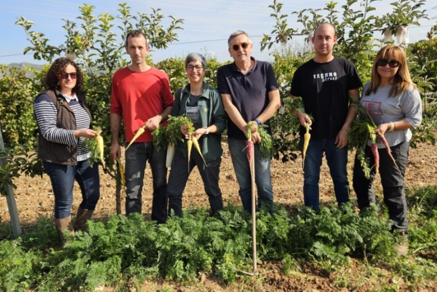 En los campos de Mas de las Matas ya cosechan las primeras zanahorias amarillas y moradas autóctonas