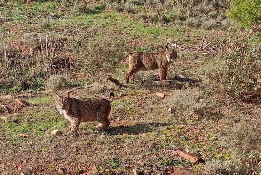 Una pareja de linces ibéricos llega al Parque de fauna La maleza en Sierra de Albarracín