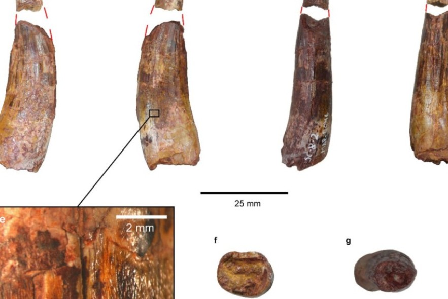 Dientes de espinosáuridos de Teruel revelan la presencia de dos grupos diferentes de estos dinosaurios carnívoros