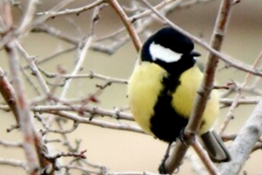 La última invernada en el Alto Alfambra mantuvo la cifra de aves del año anterior