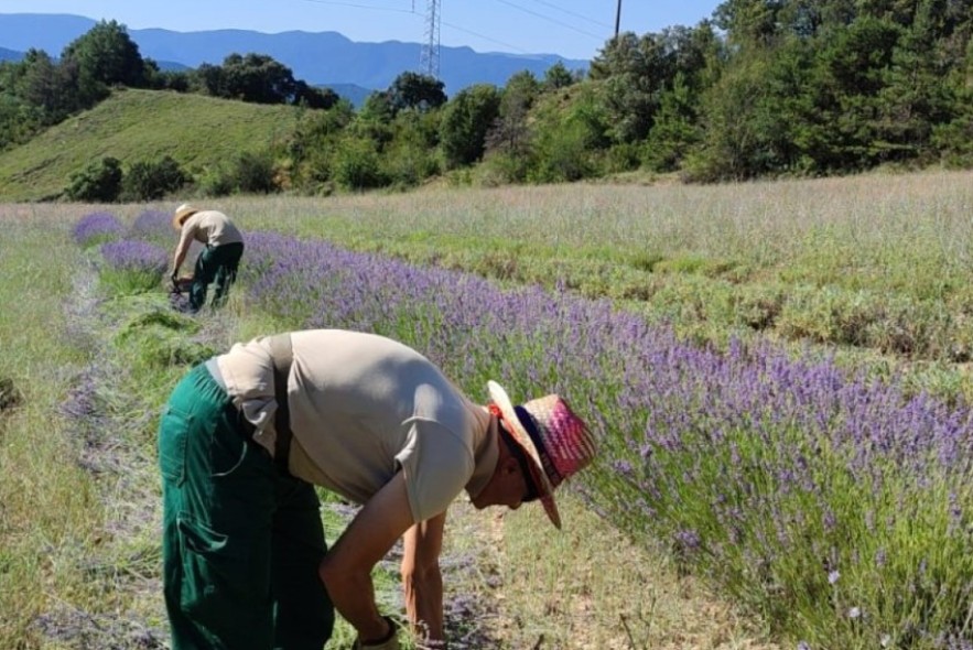 El CITA pone en marcha un proyecto que promueve la creación de una cadena de valor de las Plantas Aromáticas y Medicinales en la provincia de Teruel