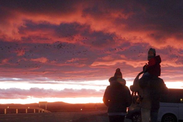 “Lleno total” en las visitas guiadas De Ruta con las Grullas en la Laguna de Gallocanta