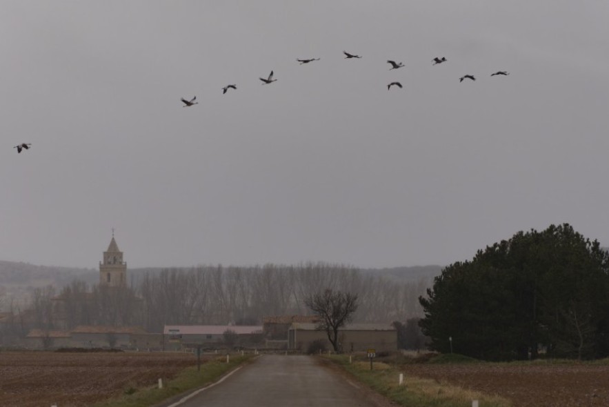 La cantidad de alimento propicia que más de 40.000 grullas hayan invernado en el Jiloca