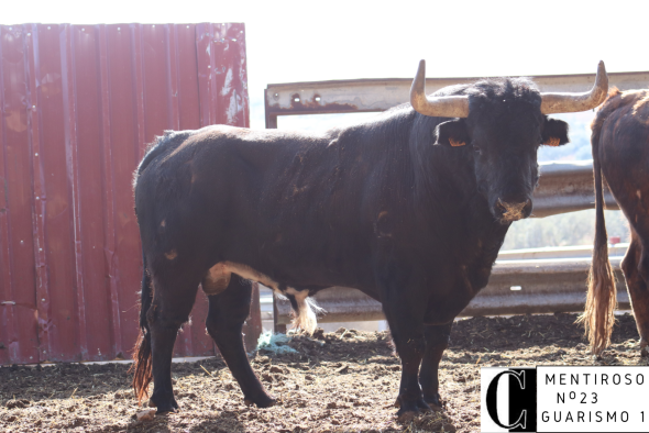 Tres toros de Hnos. Colomer, escogidos para el toro nupcial en Teruel