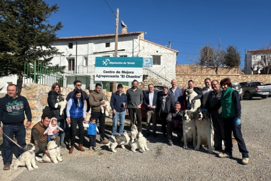 La Diputación de Teruel entrega nuevas crías de mastín del Pirineo de su programa de reproducción a ganaderos turolenses