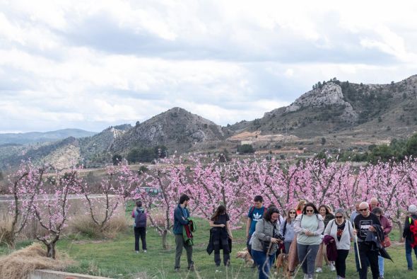 Regresa la floración de los melocotoneros en Calanda con una ruta el 15 de marzo