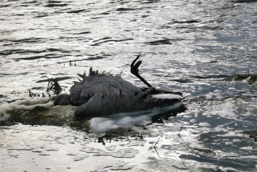 Localizan unas  70 grullas muertas, posiblemente por gripe aviar, en el entorno de la laguna de Gallocanta