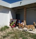 El albergue de perros y gatos de Teruel acoge animales que necesitan cuidados especiales