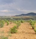 Paisajes del Jiloca anima a apadrinar viñas en abandono para renacer el cultivo