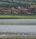 Los flamencos anidan por primera vez en la laguna de Gallocanta