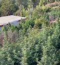 La Guardia Civil de Teruel detiene a dos personas y se incauta de más de 590 plantas de marihuana en Puertomingalvo
